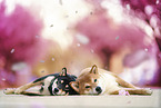 2 Shiba Inus
