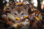 Shiba Inu Portrait