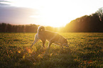 walking Shiba Inu