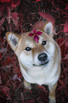 sitting Shiba Inu