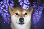 Shiba Inu Portrait