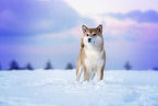 Shiba Inu