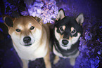2 Shiba Inus