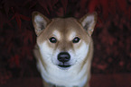 Shiba Inu Portrait