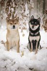 2 Shiba Inus