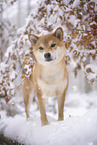 Shiba Inu