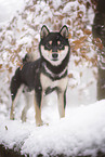 Shiba Inu