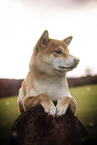 lying Shiba Inu