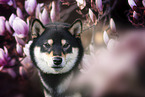 Shiba Inu Portrait