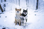 2 Shiba Inus