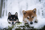 2 Shiba Inus