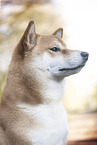 Shiba Inu Portrait
