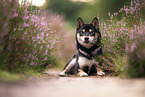 lying Shiba Inu
