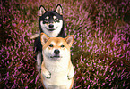 2 Shiba Inu