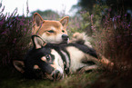 2 Shiba Inu