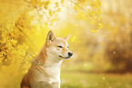 Shiba Inu Portrait