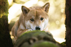lying Shiba Inu