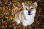 sitting Shiba Inu