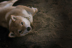 lying Shiba Inu