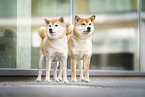 2 Shiba Inu