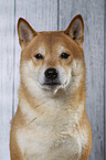 Shiba Inu Portrait
