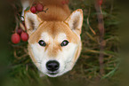 female Shiba Inu