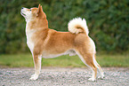 male Shiba Inu