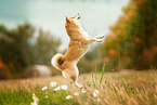 female Shiba Inu