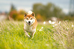 male Shiba Inu