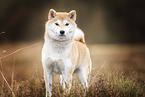 female Shiba Inu