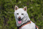 female Shiba Inu