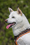 female Shiba Inu