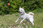 female Shiba Inu