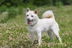 female Shiba Inu