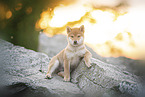 Shiba Inu Puppy