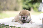 Shiba Inu Puppy