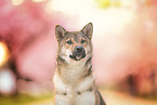 female Shiba Inu