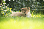 Shiba Inu Puppy