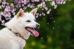 Shiba Inu Portrait