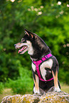 Shiba Inu in summer
