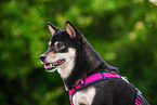 Shiba Inu in summer