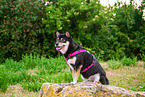 Shiba Inu in summer