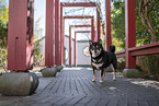 female Shiba Inu
