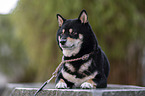 female Shiba Inu