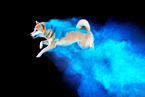 Shiba Inu in studio