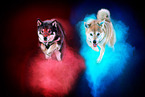 Shiba Inus in studio