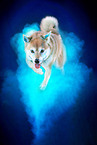 Shiba Inu in studio