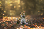 Shiba Inu