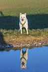 female Shiba Inu