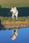 female Shiba Inu